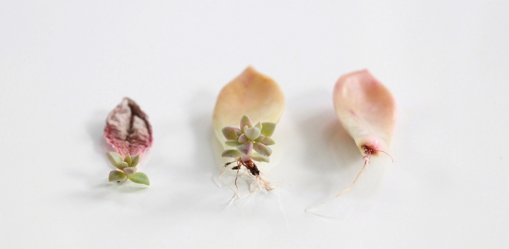 how-to-propagate-succulents-from-leaves-and-cuttings-needlesandleaves_net.jpg