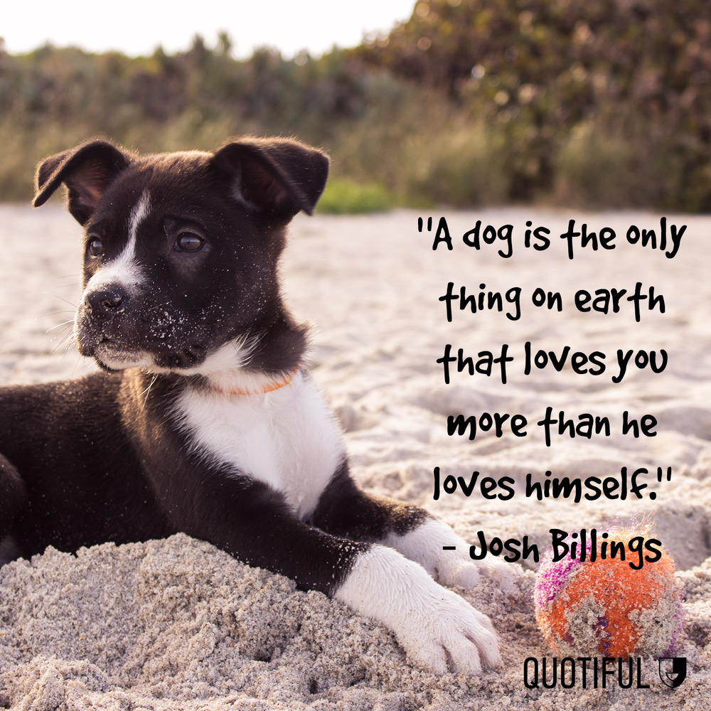 10 Dog Quotes That Will Melt Your Heart Quotiful