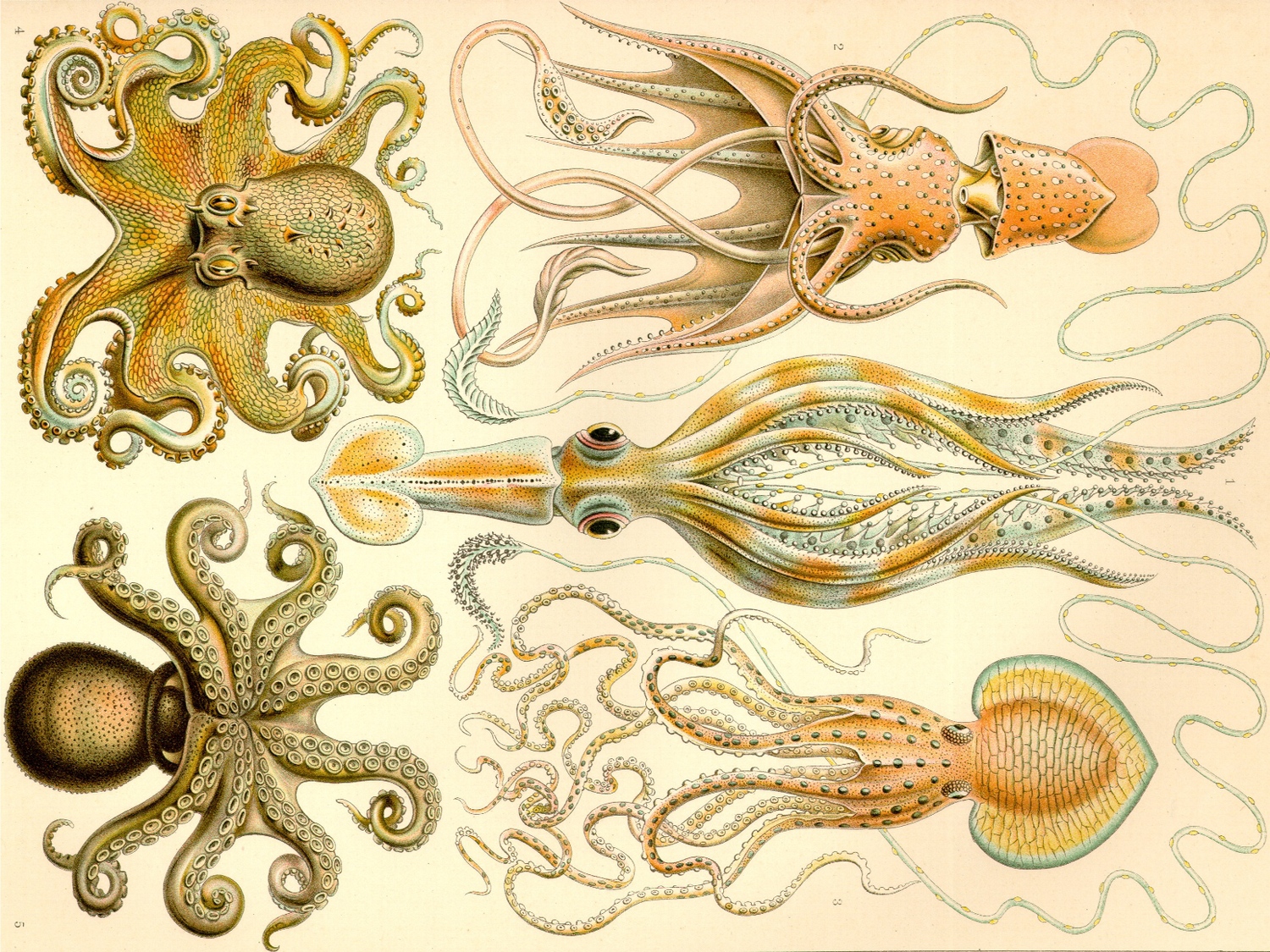 Ernst Haeckel's beautiful drawings of cephalopods. He illustrated over 100 animals and sea creatures, in incredible detail. Source