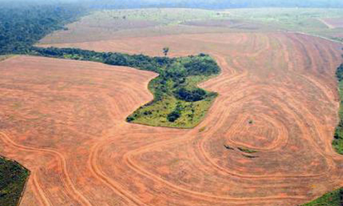 Image result for brazil soybean deforestation