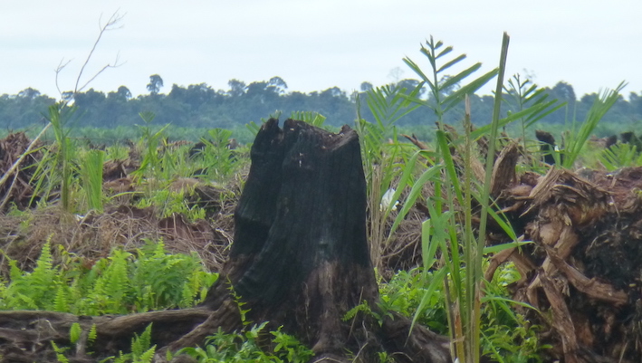 Bornéu - áreas naturais destruídas para plantação de palma de óleo