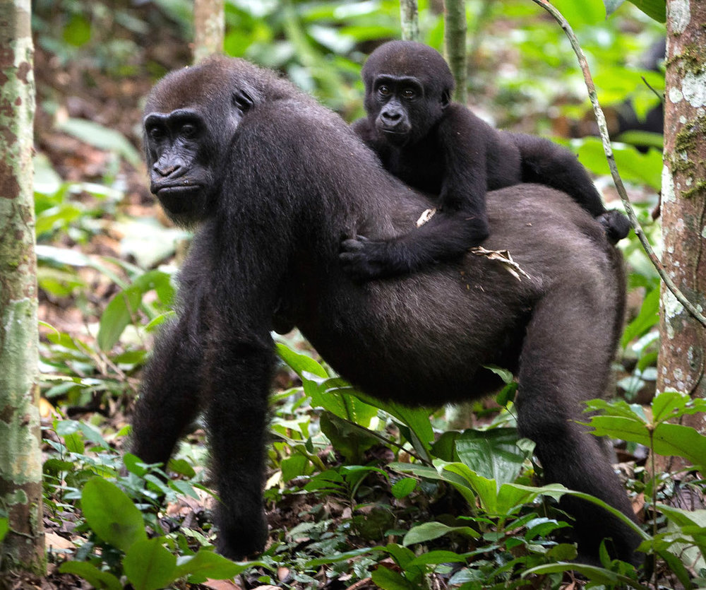 congo-odzala-discovery-camps-generic-wildlife-gorillas.jpg