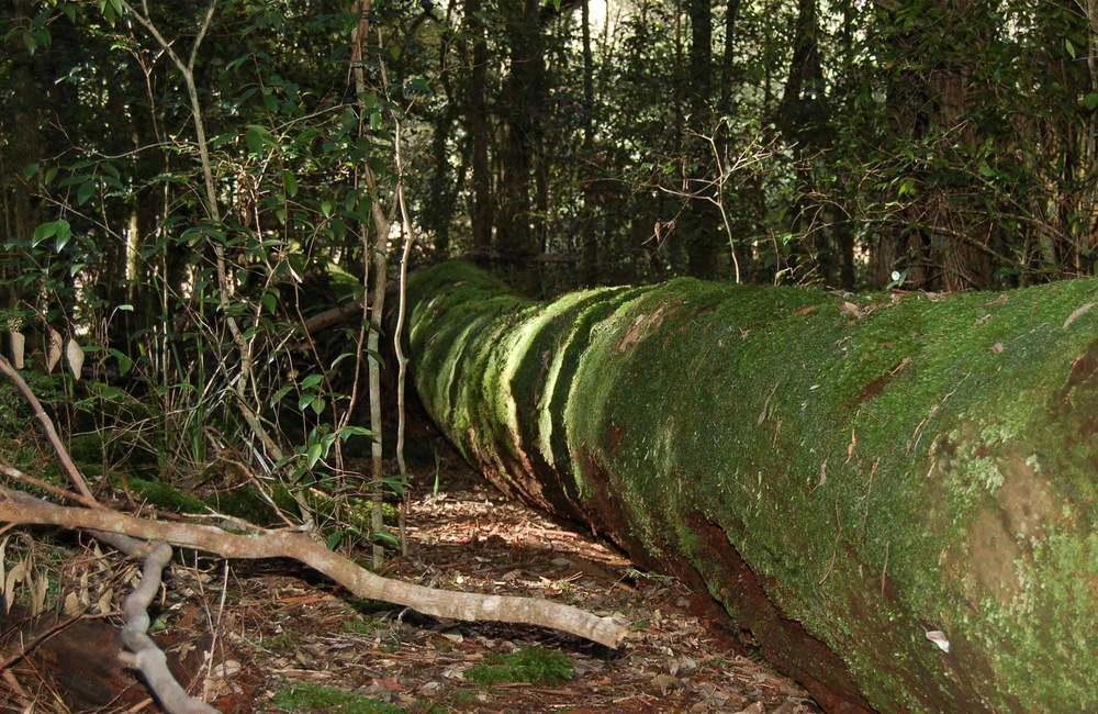 Dead trees litter the margins of rainforest fragments