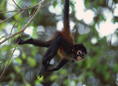 Spider monkeys are essential seed dispersers