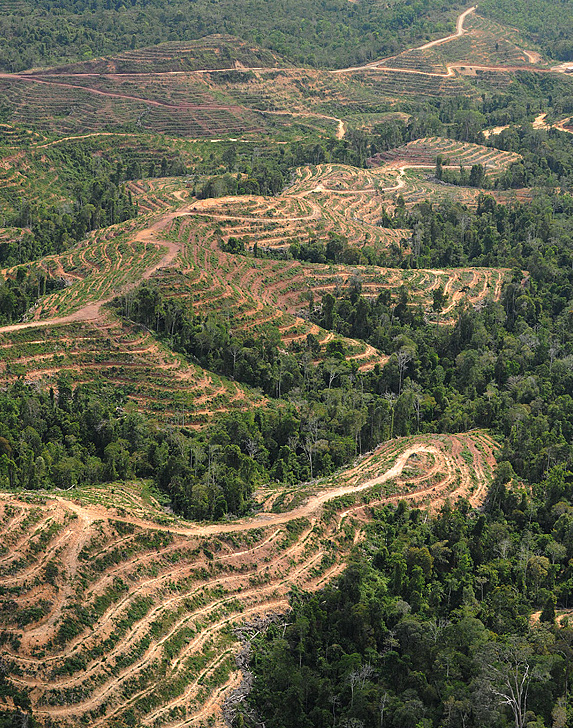 Oil palm plantations fragment a forest in Borneo