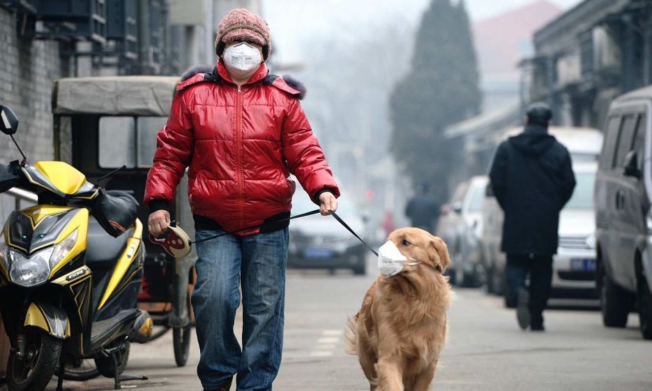 air-pollution-mask-for-pets-dogs.jpg
