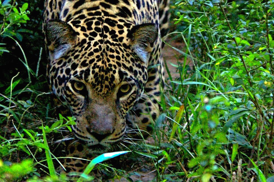 Jaguar-Paul Rosolie.jpg