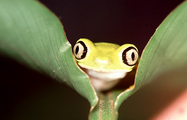 Frog-Panama2.jpg