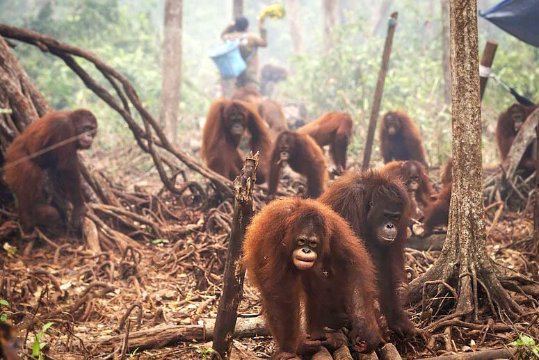 Alerta: Na Malásia e Indonésia, produção de óleo de palma para biodiesel  está dizimando a natureza