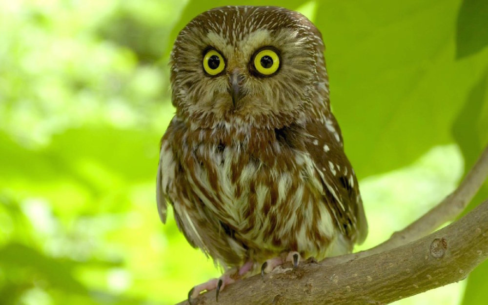 scared-owl-wallpaper-pictures-photos-in-best-quality.jpg