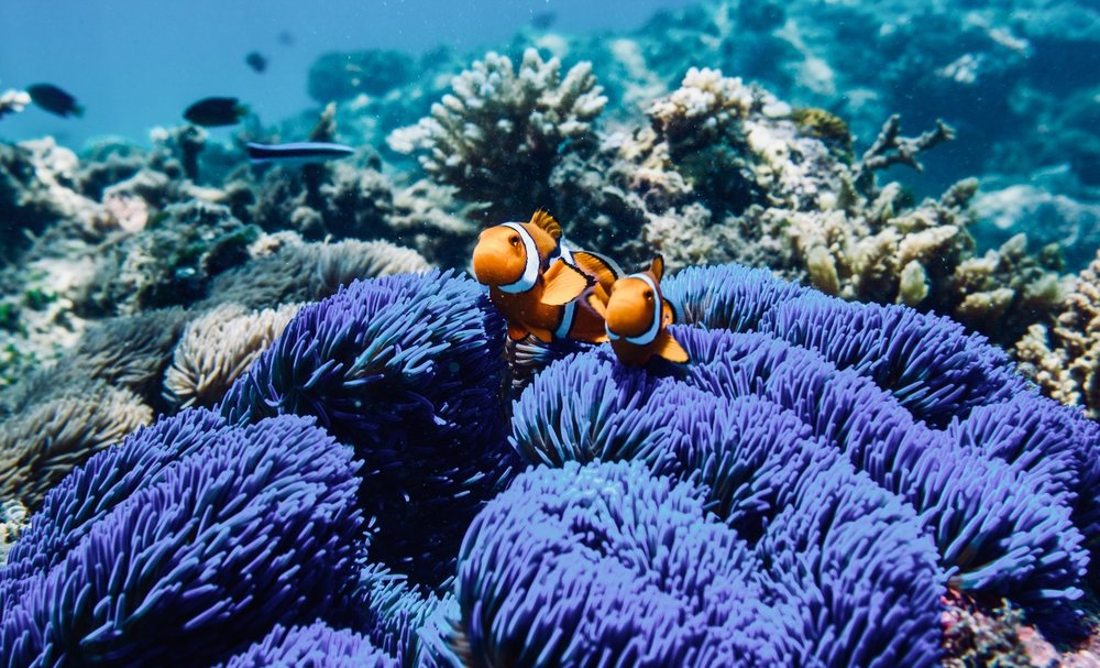 blue-carpet-anemone-clownfish-credit-frankland-island-cruises1.jpg