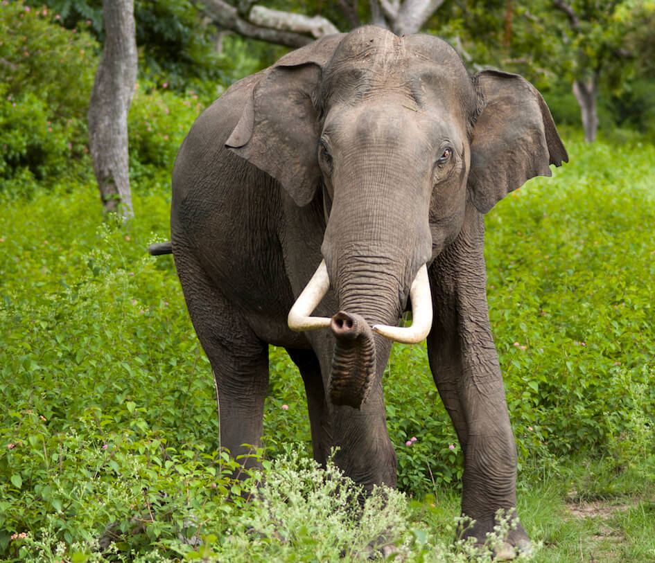Elephant-Asian.jpg