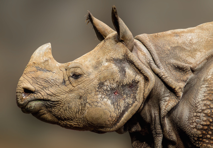 rhino-936288-Pixabay-free.jpg