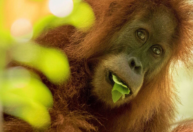 Orangutan-Tapanuli-Maxime Aliaga1.jpg