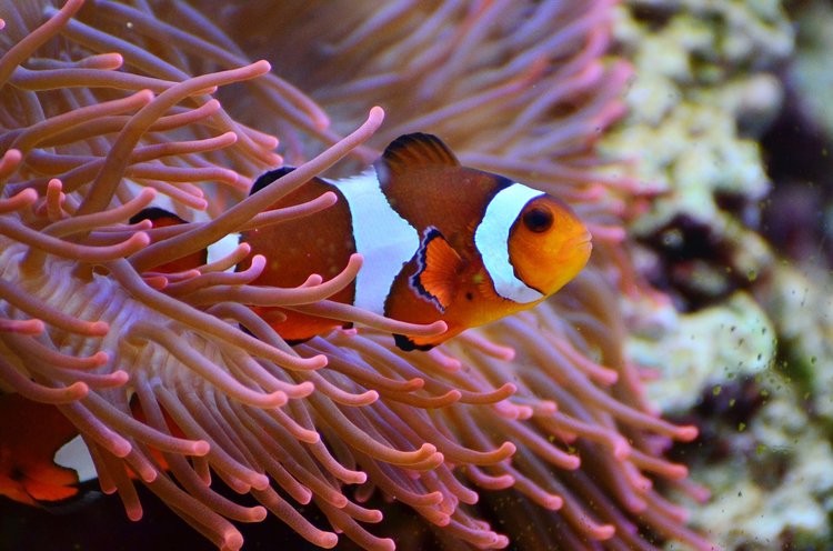 anemone-fish-1496866_1280.jpg
