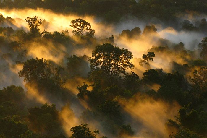 Amazon-canopy-dawn.jpg