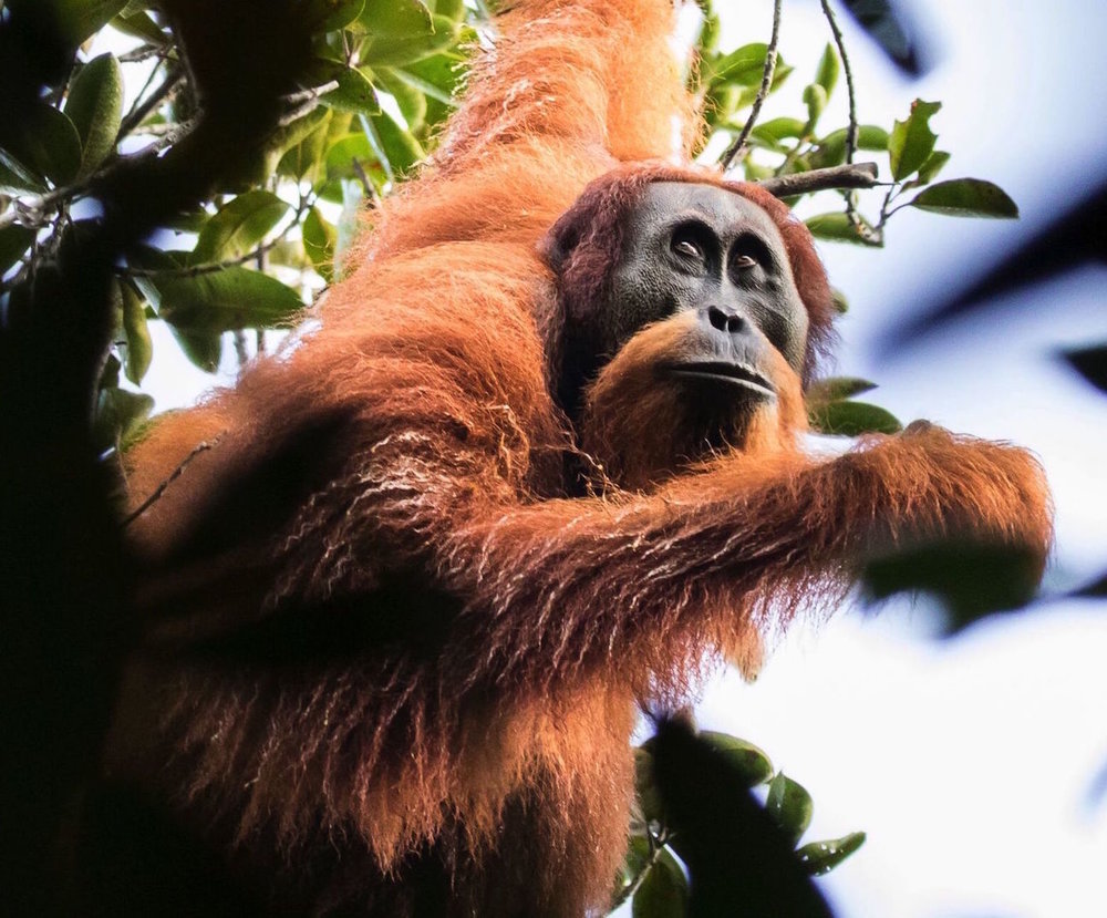 Orangutan-Tapanuli-Maxime Aliaga3.jpg