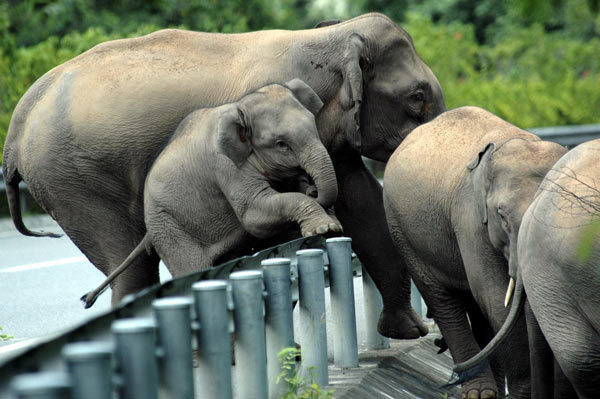 Road-Elephants-Wild elephants climb expressway guardrails in Xishuangbanna NNR China.org.cn[1].jpg