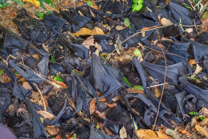 Dead and dying flying foxes litter the ground during a heat wave this week in northern Queensland