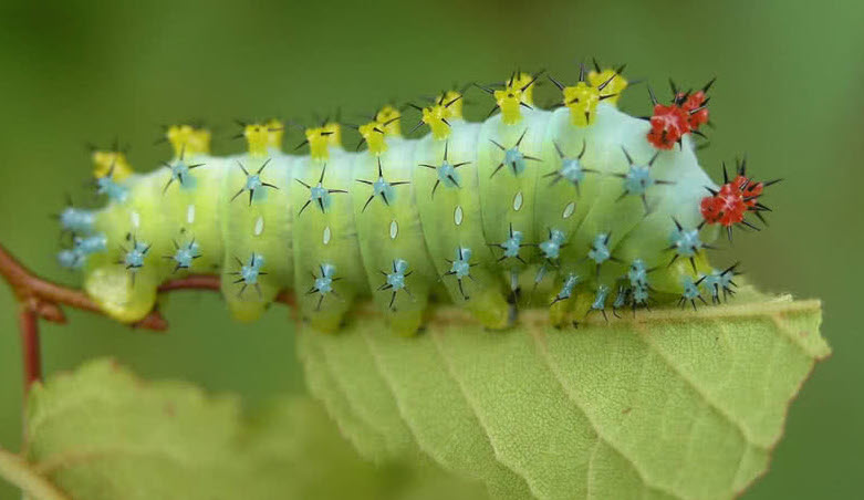 cecropia-moth-caterpillar.jpg