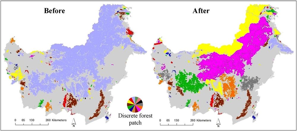 If completed as planned, the projects will sharply increase forest fragmentation and reduce forest connectivity for wildlife (forests with different colors are in separate, isolated tracts).