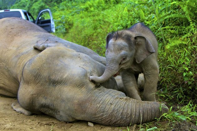 Borneo elephant.jpeg