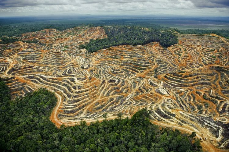 palm-oil-plantation.jpg