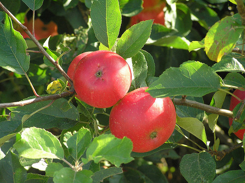 Apple Starr Orchards - Certified Organic, apples
