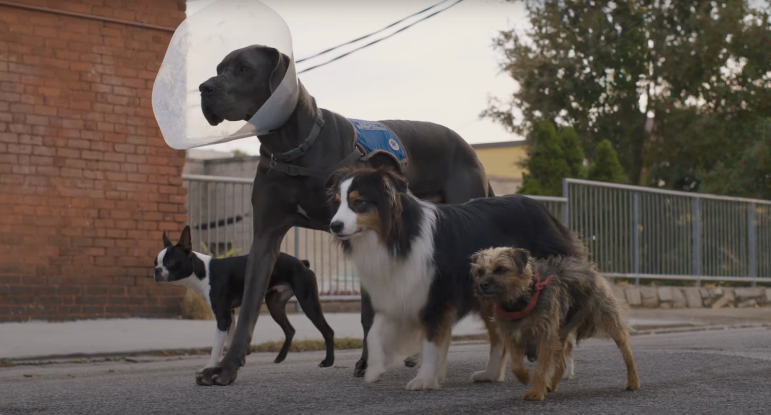 Bande-annonce Red-Band pour la comédie R-Rated Dog Revenge STARYS avec Will Ferrell et Will Forte