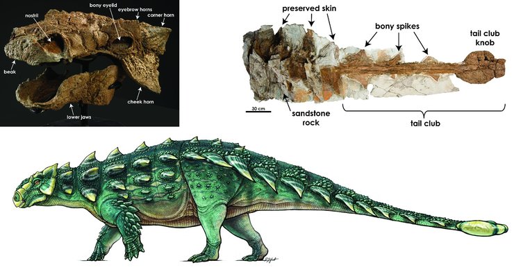 new-species-of-dinosaur-discovered-is-officially-named-zuul-from-ghostbusters5