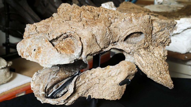 new-species-of-dinosaur-discovered-is-officially-named-zuul-from-ghostbusters2