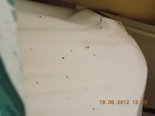 bed bug droppings bed bug fecal stains on bed bed bug fecal bed bug ...