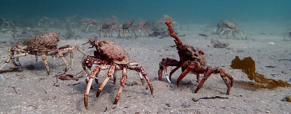  Marching spider crabs in Blairgowrie. Photo: Elodie Camprasse 