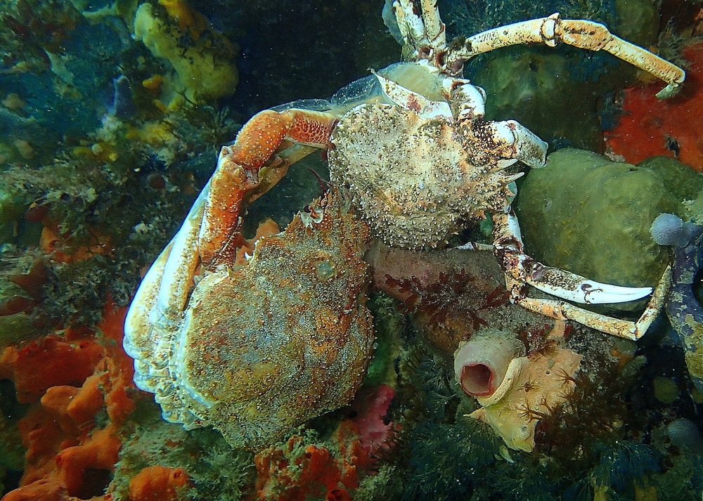  Spider crab removing itself from its old shell. Photo: Elodie Camprasse 