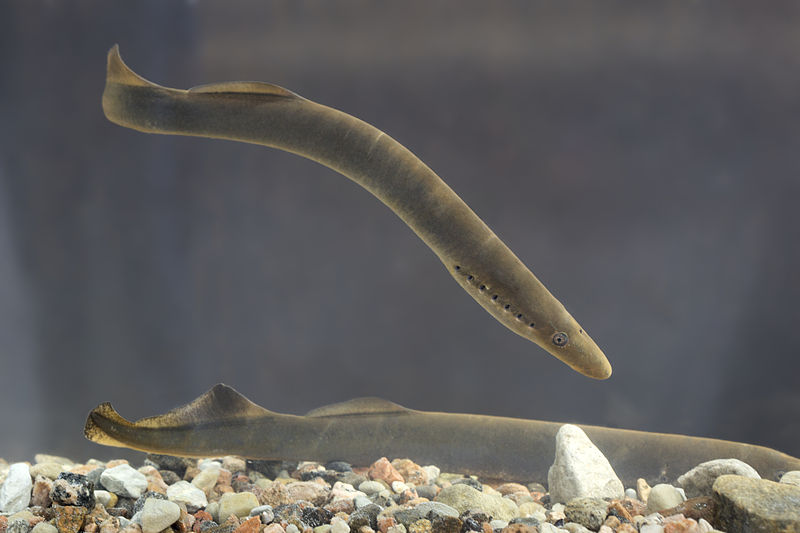  Lampreys are perhaps one of Melbourne's more alien-like parasites.  