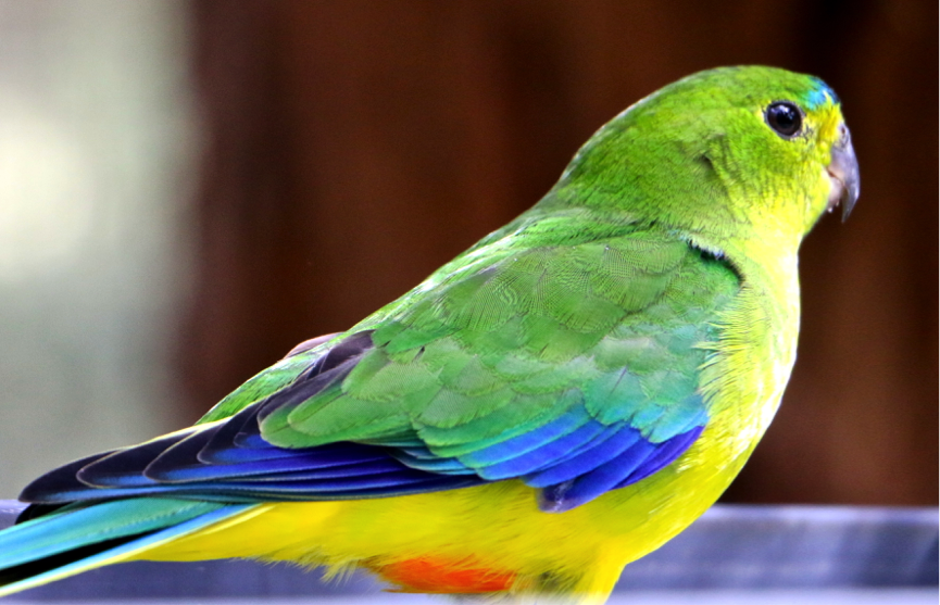 The stunning array of colours present on the orange-bellied parrot. Photo: Lauren Hall 