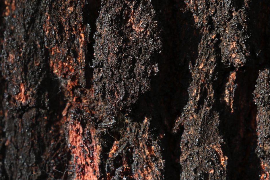 The dark bark of an ironbark provides year-round contrast against the grey-green foliage but, on cold winter mornings, this colouration creates an even more evocative sight when frost and fog provide additional contrast. Image: 