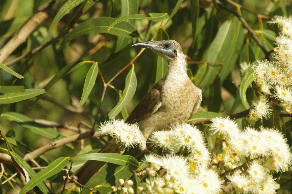 The little friarbird has, despite its name, quite a large body size for a honeyeater and it uses this to its advantage when defending nectar-laden flowers from competitors. Image: 