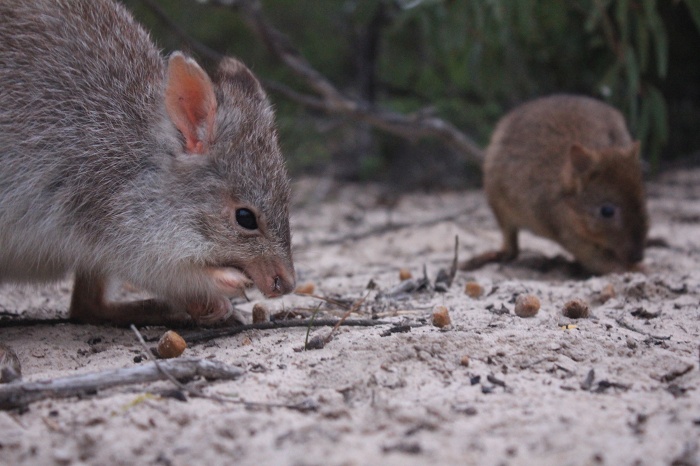  Medium-sized mammals like this rufous bettong (left) and brush-tailed bettong (right) once roamed the Little Desert. Image: Emma Walsh 