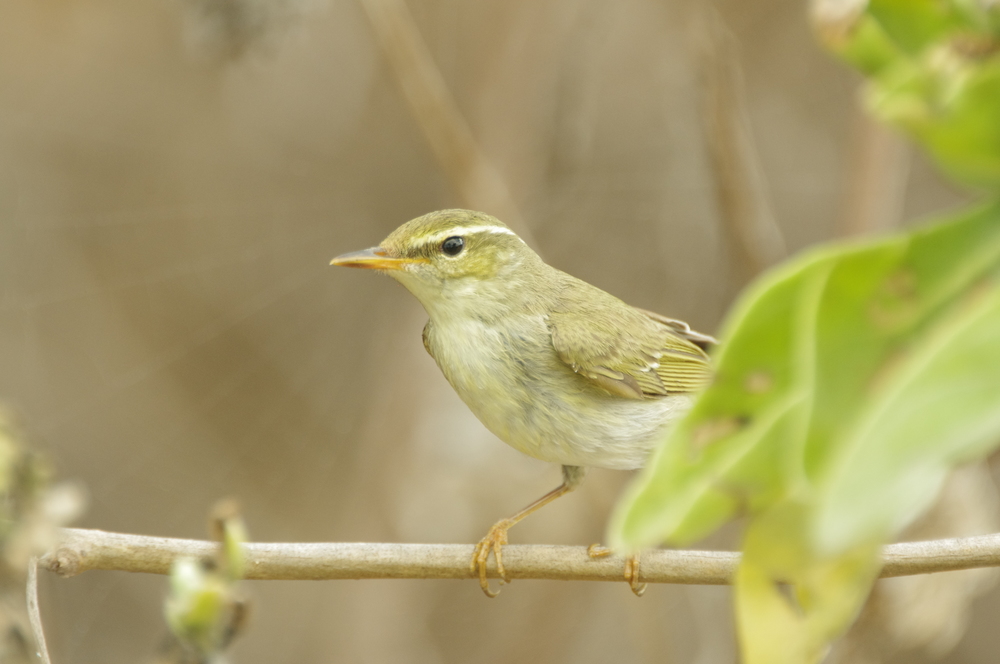  The rarities are sometimes adorned in mute tones of greys and browns, but chasing rarities, such as this Phylloscopus warbler, always gets you out to interesting places even if you don't see the bird. Photo: Rowan Mott 