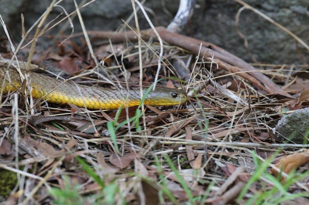 A jogger ran straight past this richly coloured tiger snake and neither paid the other the slightest bit of interest. Top predators such as this are a good sign of a healthy ecosystem. Image: Rowan Mott.