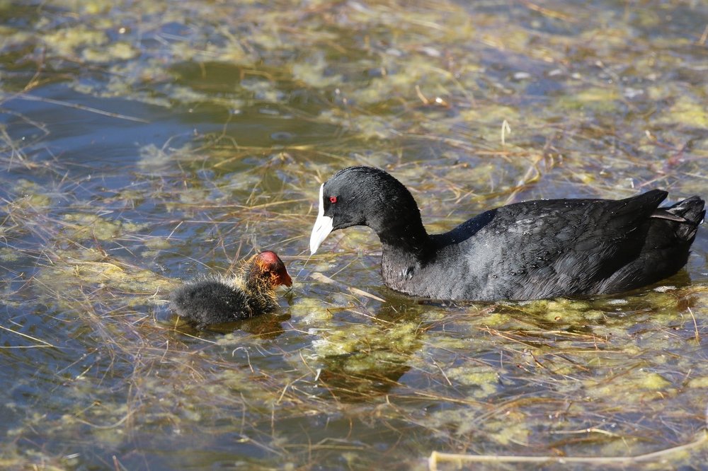 Eurasian coots breed at Newport Lakes Park and the tiny young can be seen following their parents around while waiting for morsels of food to be fed to them. Image: Rowan Mott.