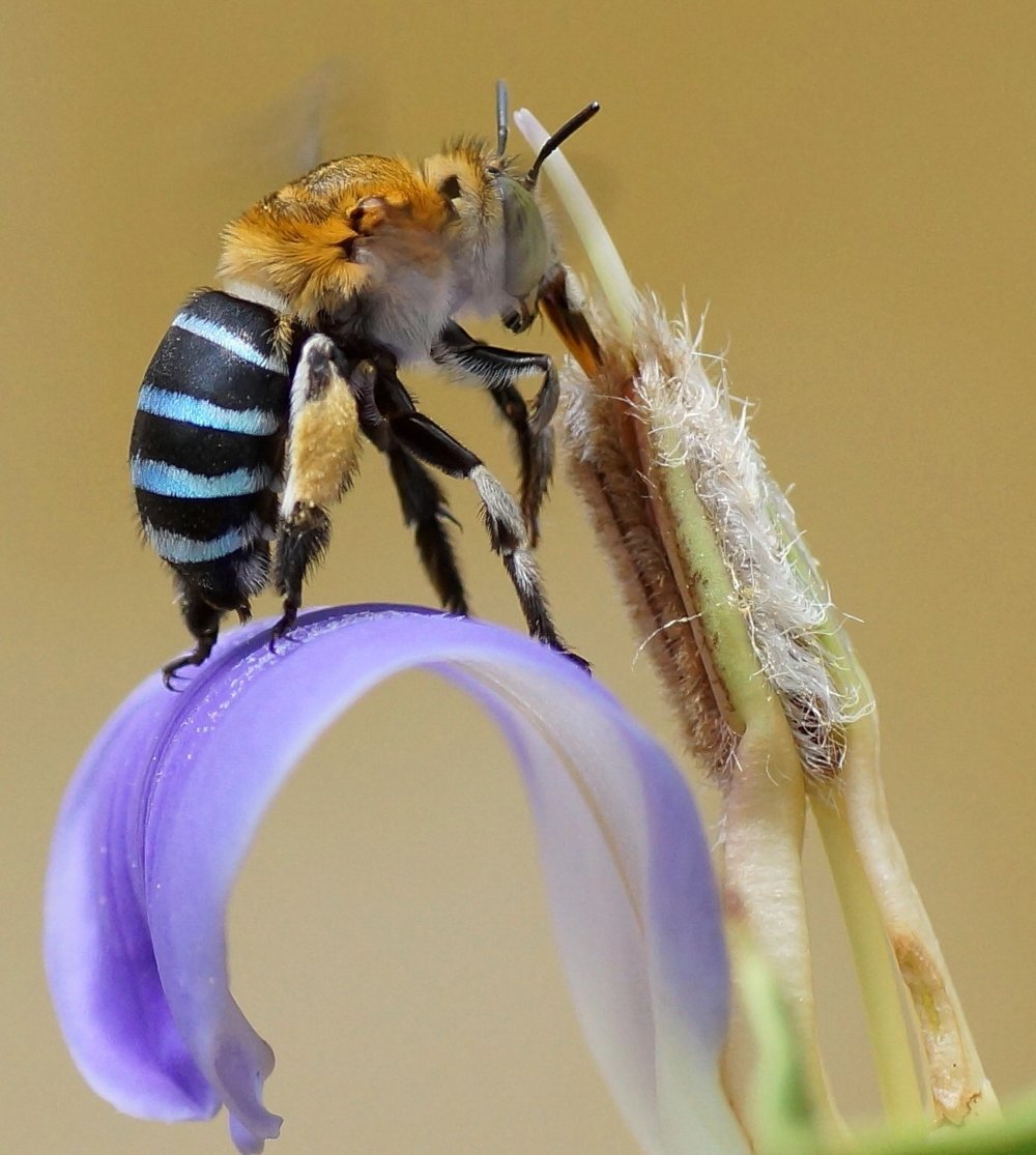  The alluring blue-banded bee ( Amegilla cingulata ).  