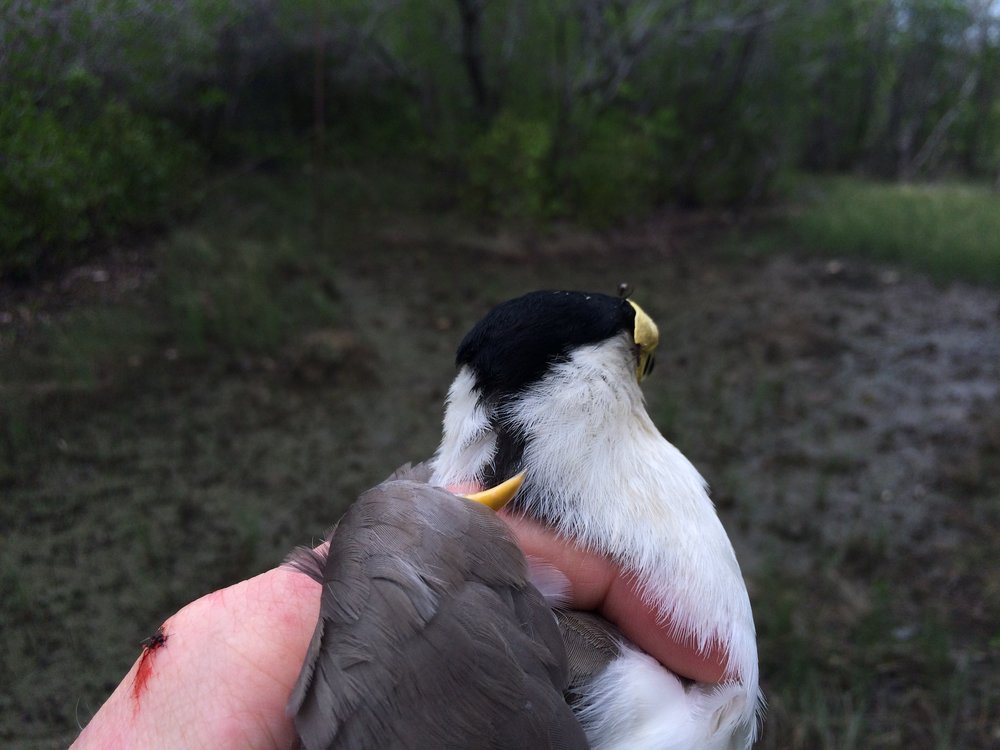 This masked lapwing was caught for a scientific research program and the handling provided a great opportunity for a close look at the very impressive wing spurs. Before you ask, that is a squashed mosquito and not blood from a spur-inflicted injury!  Image: Rowan Mott 