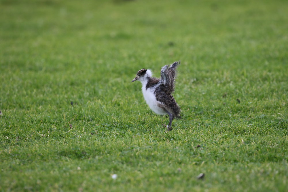  For a number of weeks after hatching, young birds such as this juvenile masked lapwing are unable to fly. This makes them vulnerable to predators and dependent on their parents to provide protection.  Image: Rowan Mott 