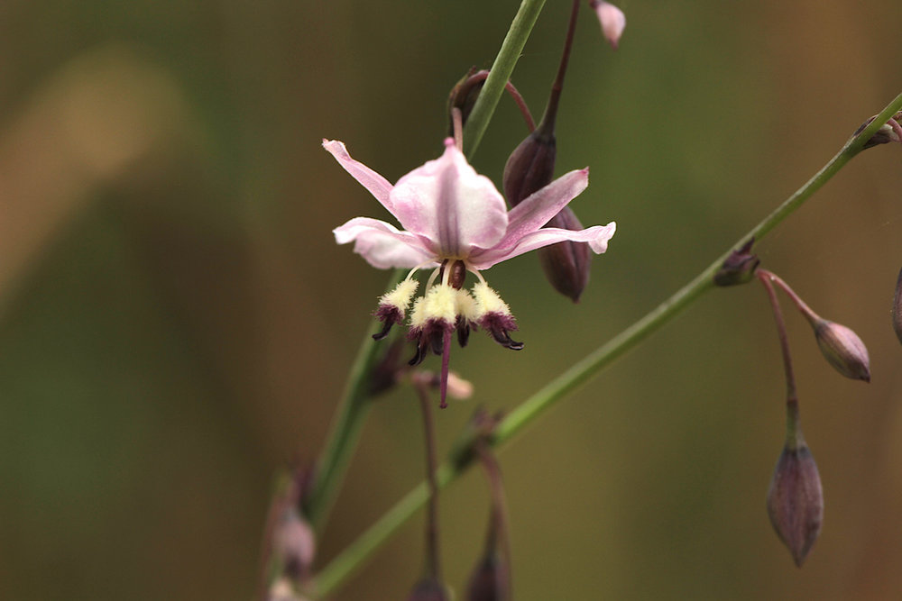  Pale vanilla lily ( Anthropodium milleflorum ).  Image: Lyn Allison 