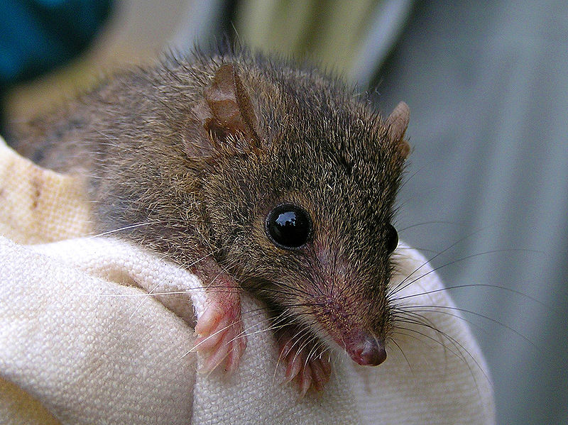  The agile antechinus is one of three Antechinus species to call Melbourne home. Image: Wikimedia Commons 