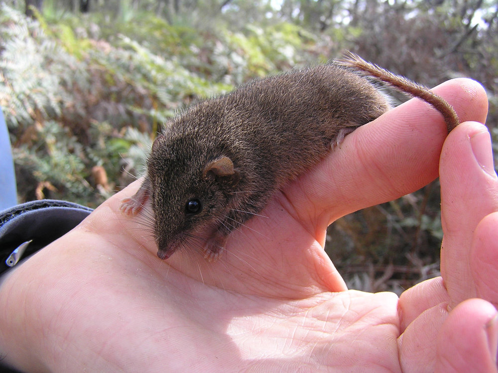  It is not yet clear what role Melbourne's Antechinus species play in pollination. Image: Wikimedia Commons 