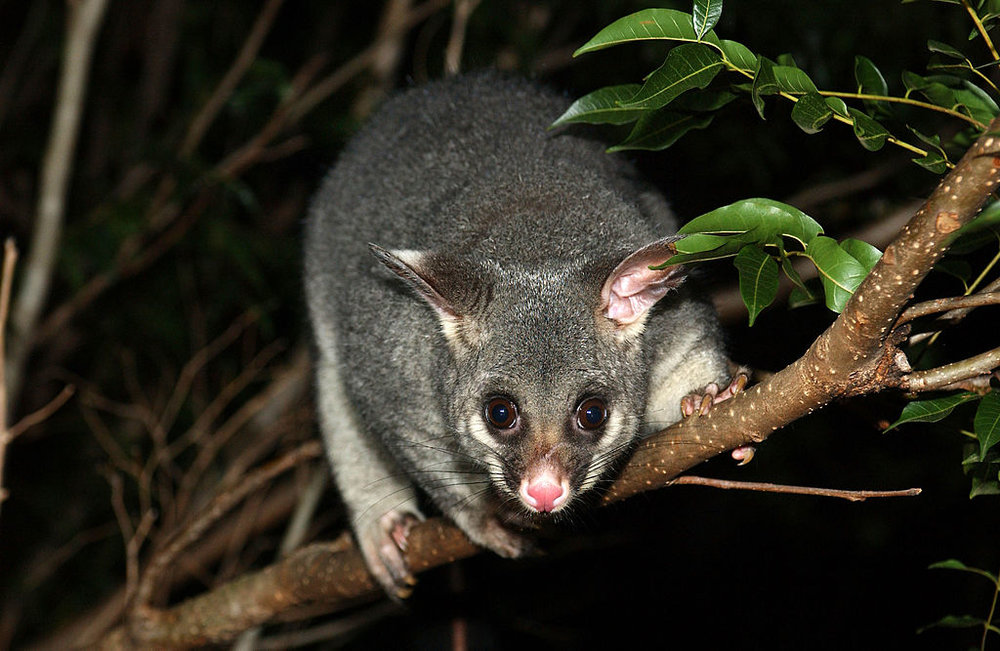  Brushtail possums are one of the most common mammalian pollinators encountered around Melbourne. Image: Wikimedia Commons 