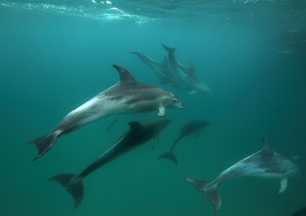  Many individual Burrunan dolphins can be recognised by the Polperro crew. Image: Troy Muir 